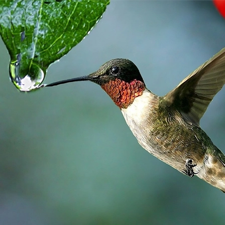 Colibri approchant une goutte d’eau, symbole de l’impact précieux et durable d’une entreprise à impact engagée pour la nature