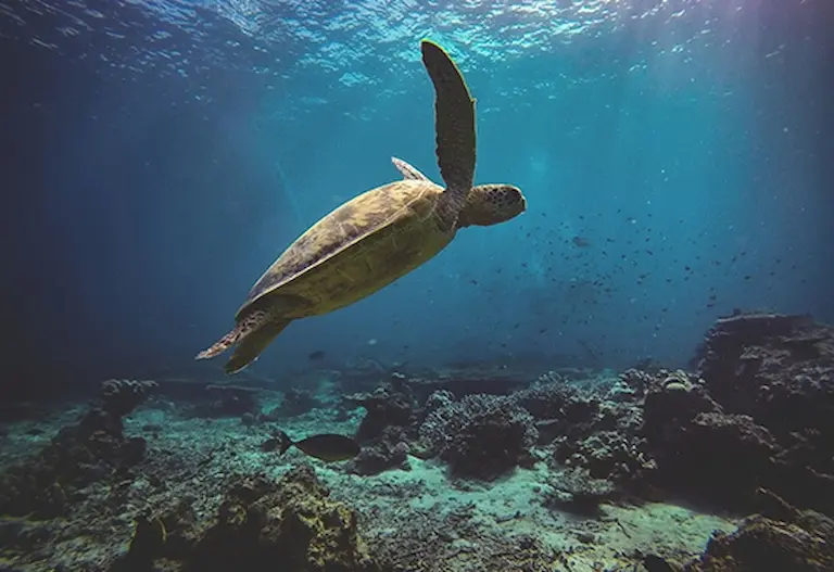 Tortue marine nageant au-dessus d’un récif corallien, espèce emblématique de la protection de la biodiversité marine